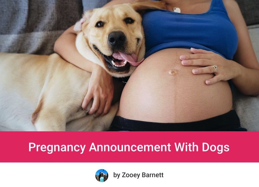 Pregnancy Announcement With Dogs