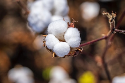 What is organic cotton? What is organic cotton